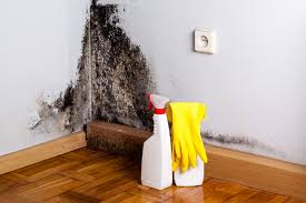 Professional Mold Inspection in Dash Point, WA